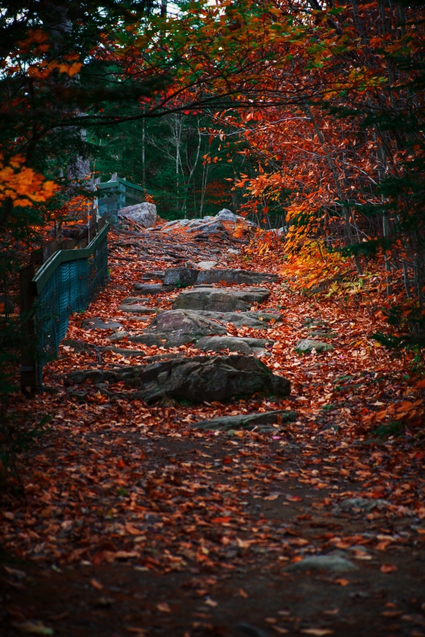 Pathway in the Canadian forest
