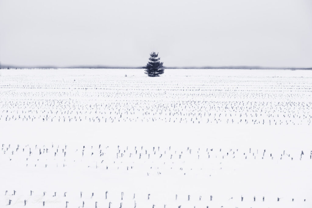 Lonely tree on the snow covered field