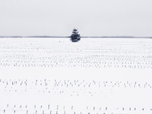 Lonely tree on the snow covered field
